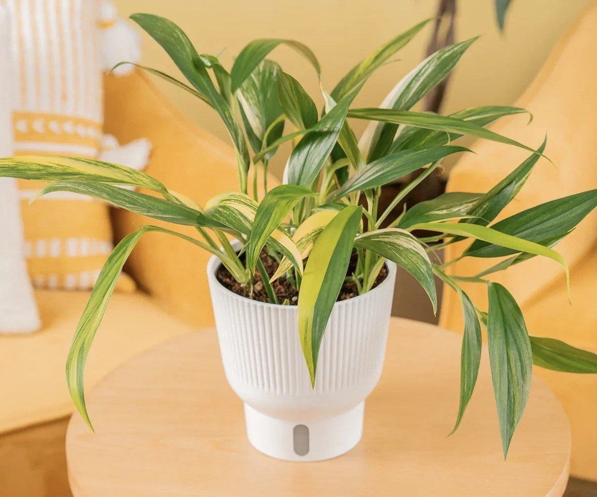 Epipremnum Amplissimum Cutting - Live Indoor Houseplant, Green Foliage, Easy Care, Climbing or Trailing Plant