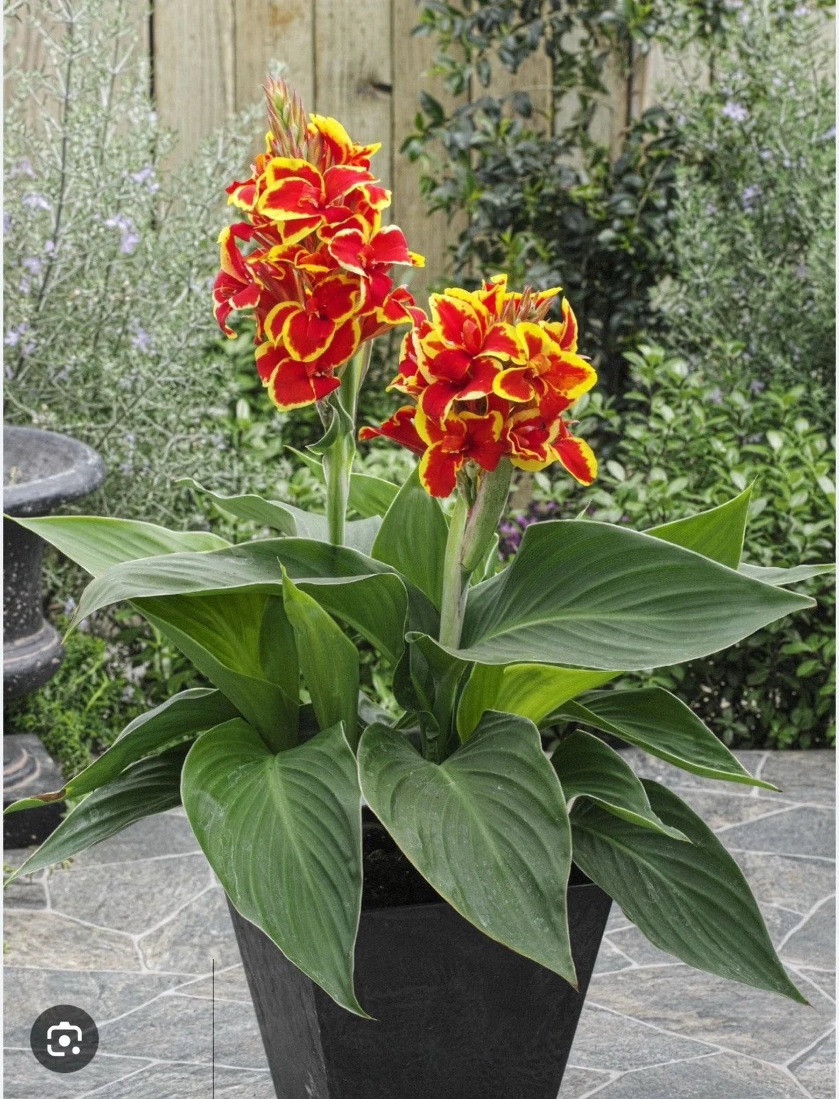Canna Lily Small Rooted Starter Plant - Red Golden Flame - Tropical Perennial - Canna indica