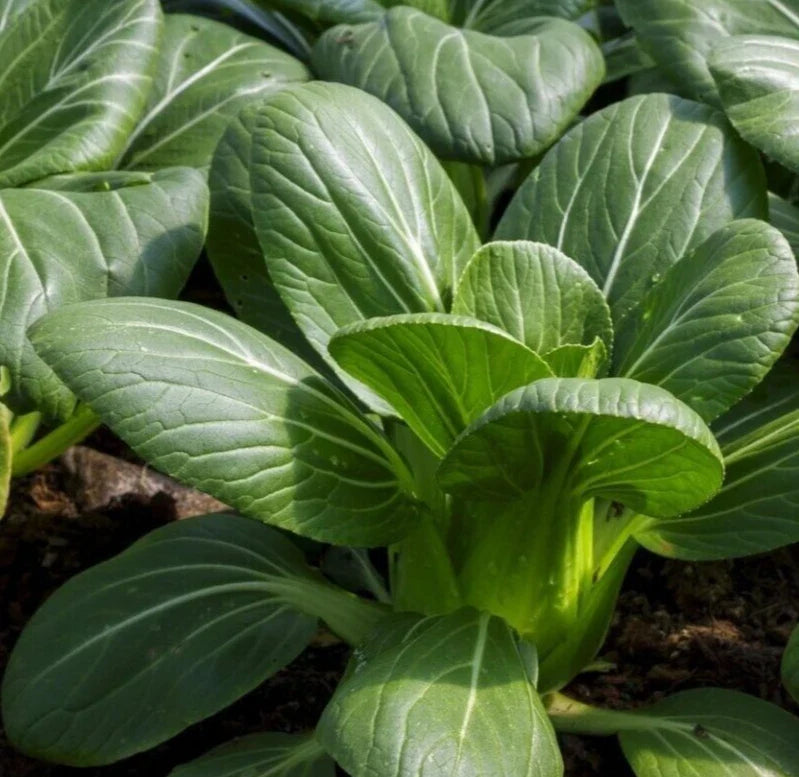 Pak Choi Seeds 600+ | Chinese Cabbage Leafy Greens | Brassica rapa subsp. chinensis | Asian Vegetable Seeds