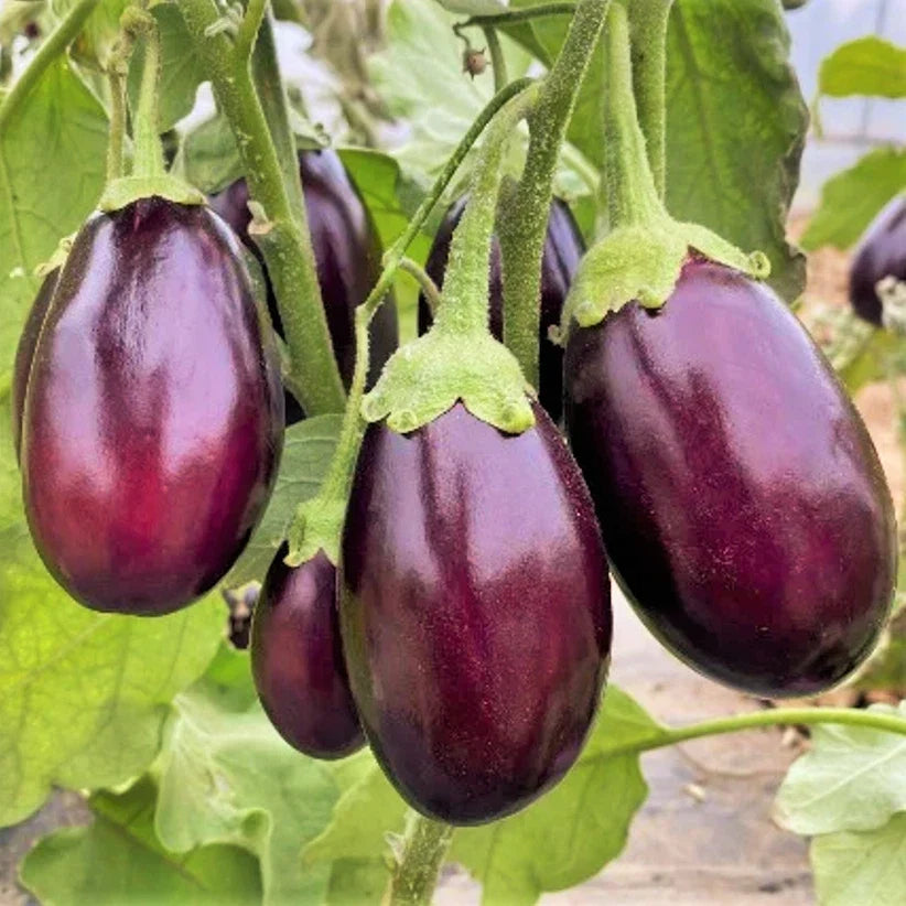 Indian Eggplant Seeds | Baby Mini Brinjal Aubergine | Asian Vegetable Seeds | Solanum melongena