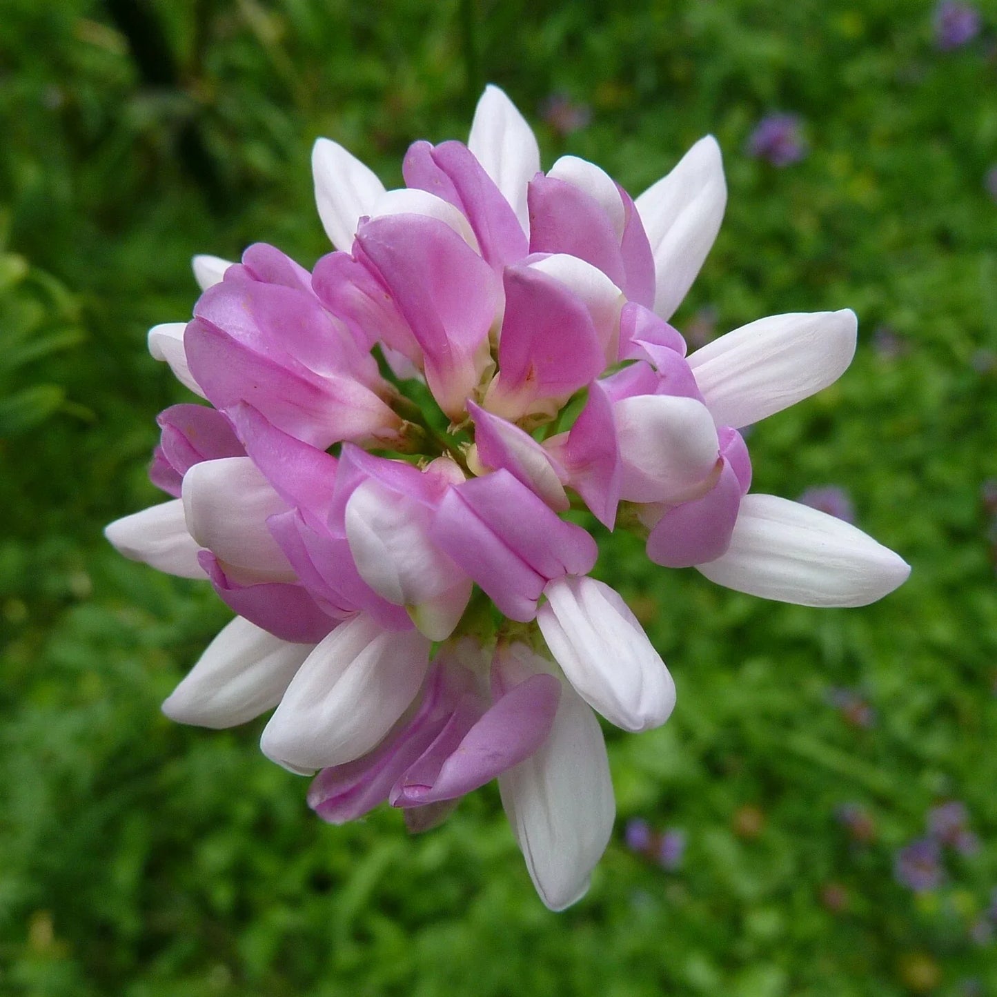 Crown Vetch Seeds - 200 Count, Coronilla varia, Hardy Perennial Ground Cover for Erosion Control & Pollinator Gardens