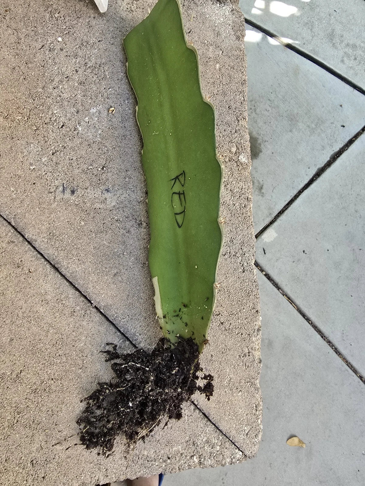 Rooted Robles Red Dragon Fruit Cutting - 8-10 Inch Pitaya Hylocereus costaricensis