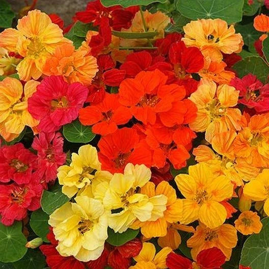 Nasturtium Seeds - Whirlybird Double Mix - Dwarf Multicolor Edible Flowers - Tropaeolum majus - 25 Seeds