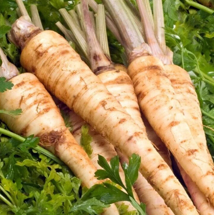 Hamburg Parsley Seeds 1000+ | Petroselinum crispum | Culinary Herb for Gardens & Containers
