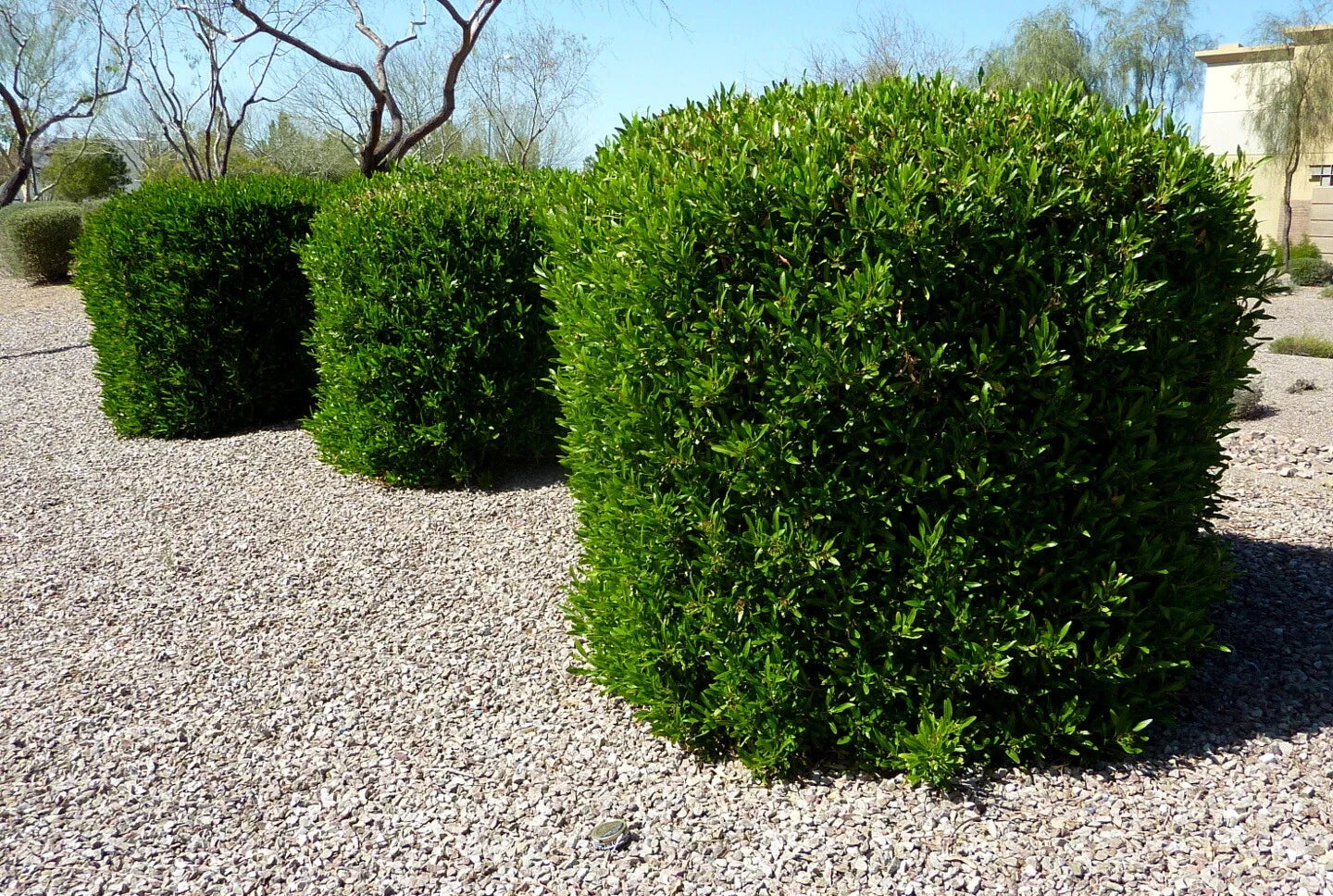 Dodonaea viscosa Green Hopseed Bush Seeds - Drought-Tolerant Hardy Shrub for Landscaping, 30 Seeds