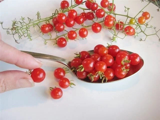 Dwarf Red Currant Tomato Seeds - Heirloom Tiny Fruit for Containers - Solanum lycopersicum var. cerasiforme - 25 to 2000 Seeds