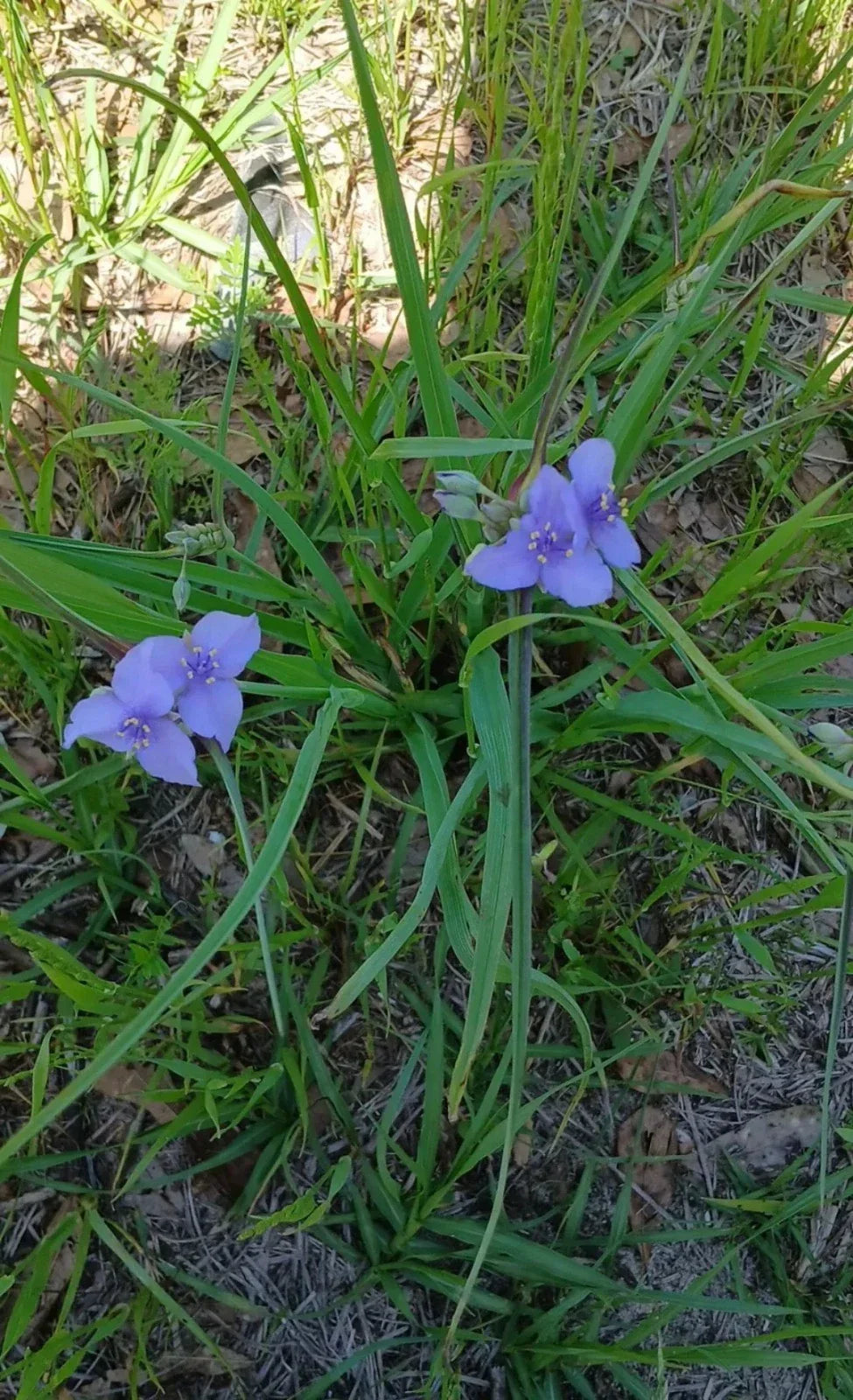 Live Widow's Tears Plants 5-Pack - Blue-Purple Blooms, Shade-Loving Commelina spp. Native to Southern US