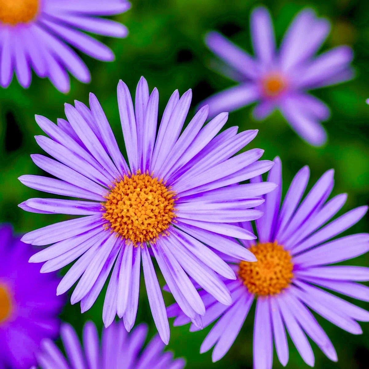 Aster New England Seeds - Perennial Wildflowers for Fall Garden, Symphyotrichum novae-angliae, Attracts Pollinators