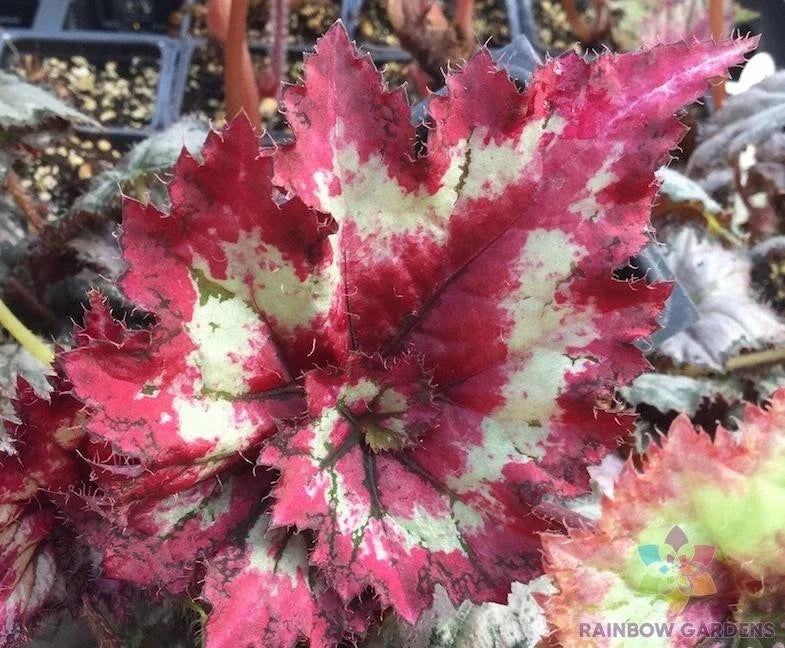 Tie Dye Begonia Seeds - 25+ Multicolor Foliage, Garden Planting, Begonia x tuberhybrida, Indoor & Outdoor Gardening