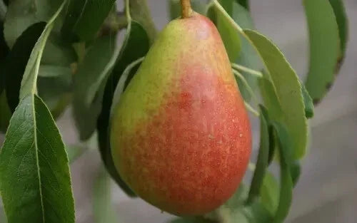 Louise Bonne of Jersey Pear Seeds – Organic Pyrus communis Heirloom Fruit Tree Seeds – 25+ Pack for Home Garden, Juicy Green Pears
