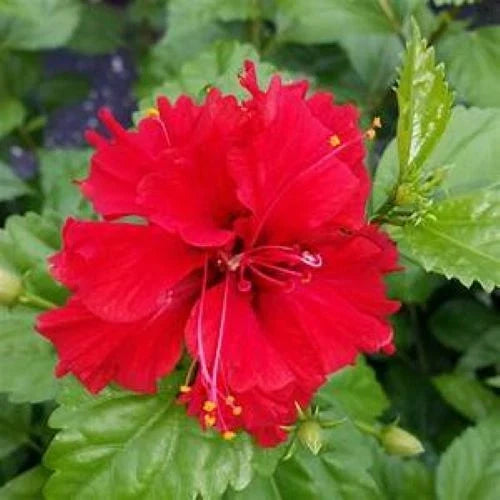 Tropical Hibiscus Starter Plant - Pride of Hankins Red - Triple Red Blooms - Hibiscus rosa-sinensis in 4-inch Pot