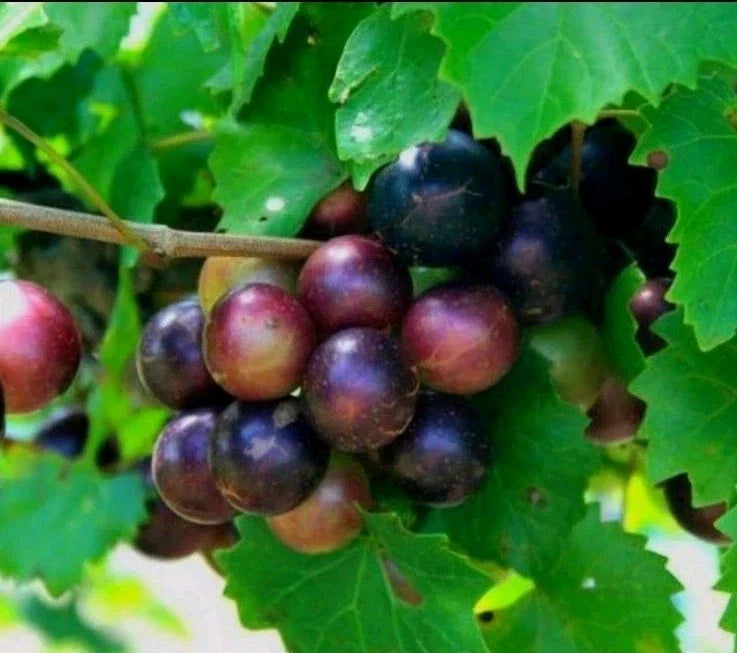 Muscadine Grape Plant Cuttings - 5 Male + 5 Female Vitis rotundifolia Wild Fruit Vine for Garden