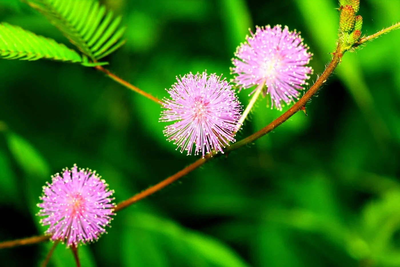 Sensitive Plant Seeds - 100 Pack - Mimosa Pudica Exotic Flowering Garden Seeds