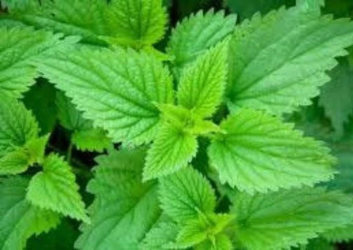 Stinging Nettle Seeds - 100 Organic Urtica Dioica Seeds for Medicinal Herb Gardening