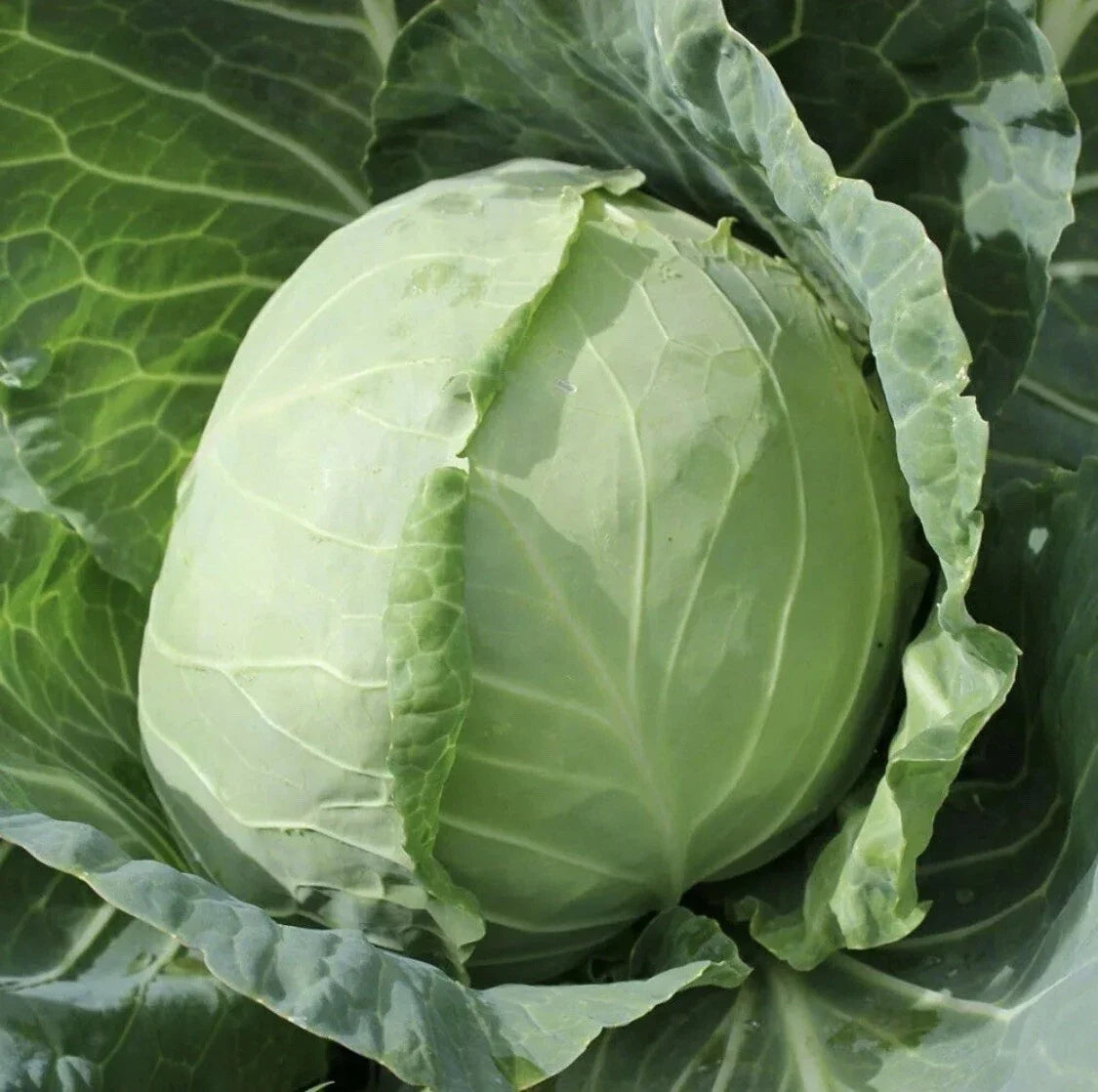 Organic Golden Acre Cabbage Seeds - Heirloom Non-GMO Vegetable for Easy Gardening (Brassica oleracea)