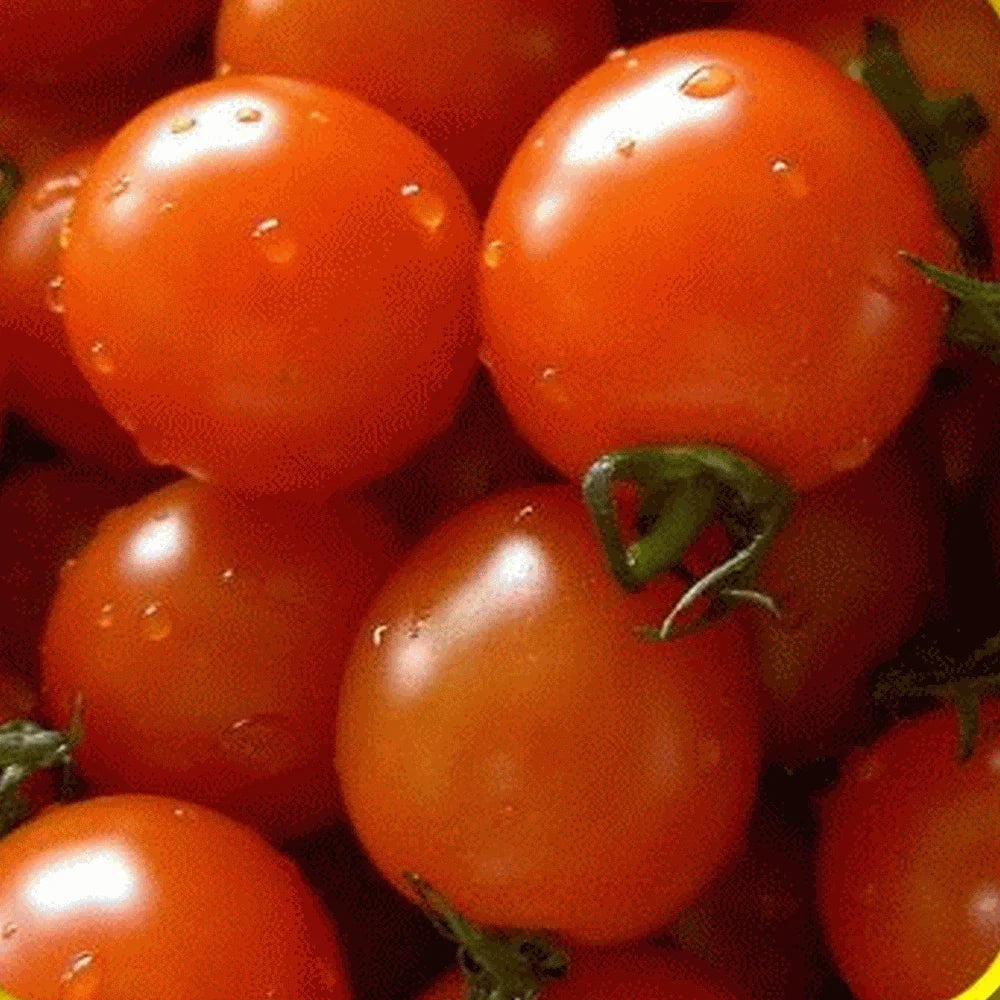 Small Red Cherry Tomato Seeds – Heirloom Solanum lycopersicum, Juicy, Sweet, Compact, Non-GMO, for Home Gardens & Containers