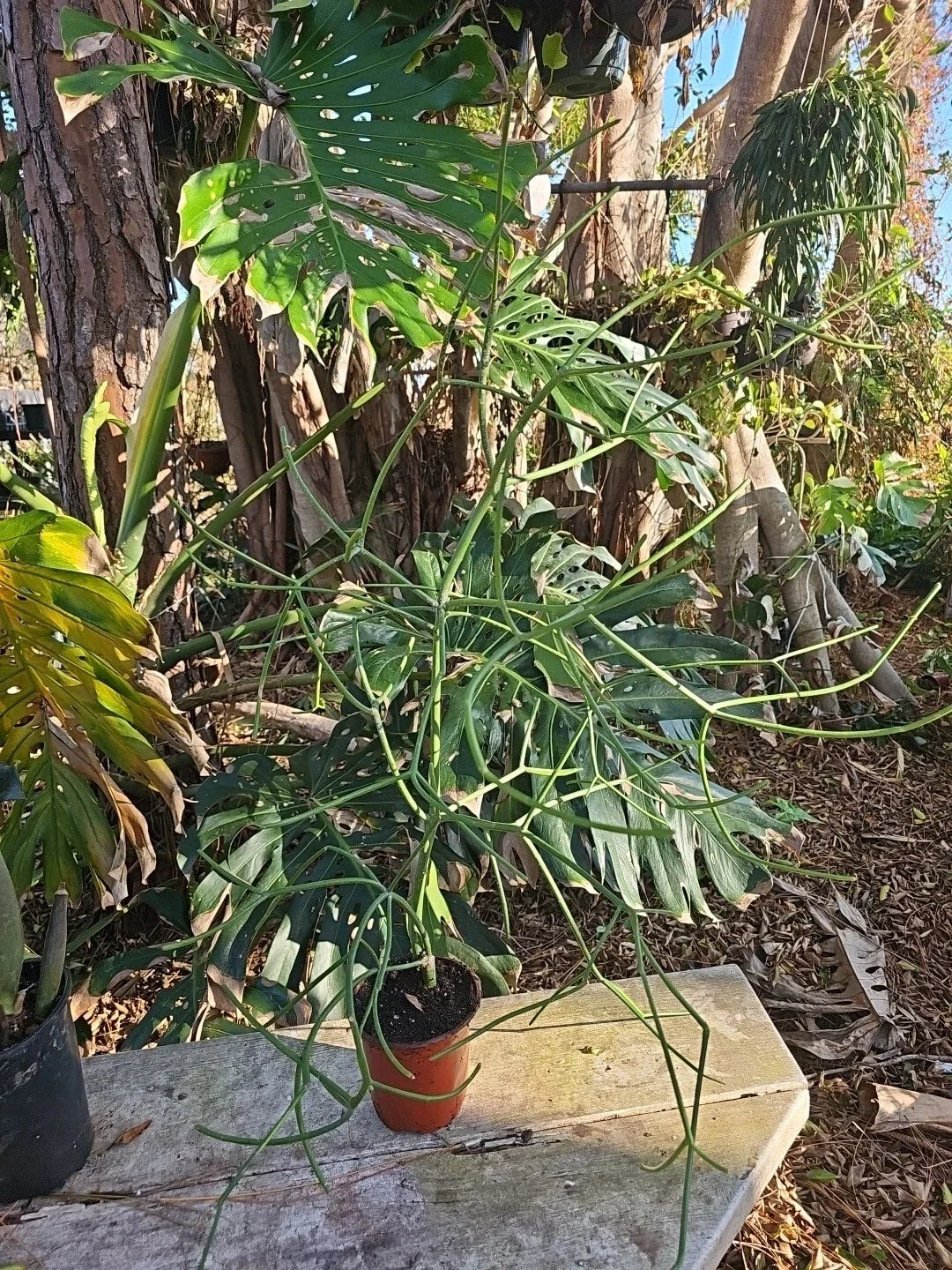 XXL Euphorbia tirucalli Pencil Cactus - African Milkbush Indoor Plant in 5" Pot - Drought Tolerant Succulent for Home Decor