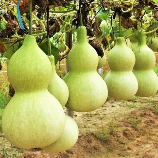 Birdhouse Bottle Gourd Seeds – Lagenaria siceraria – Hard-Shelled Calabash for Crafting & Gardening
