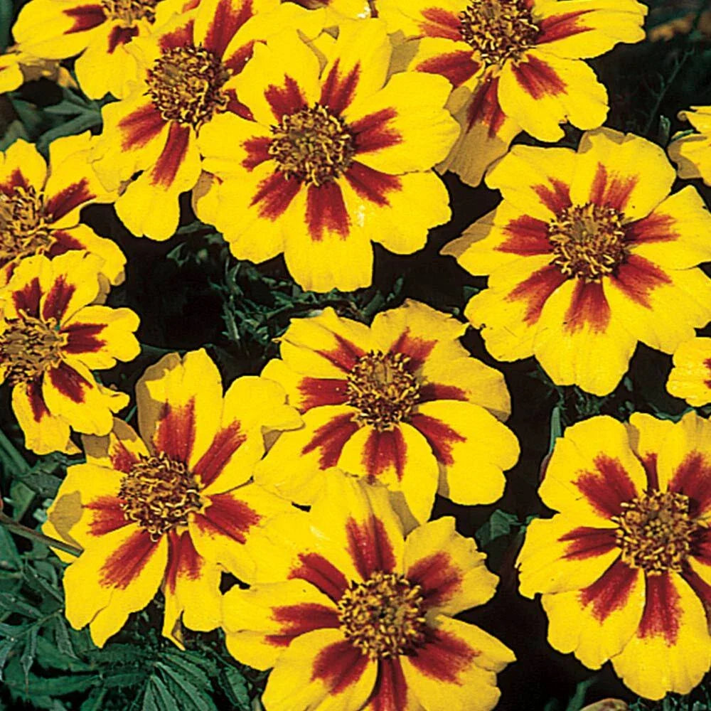 French Marigold Seeds Naughty Marrietta - Dwarf Compact Tagetes patula