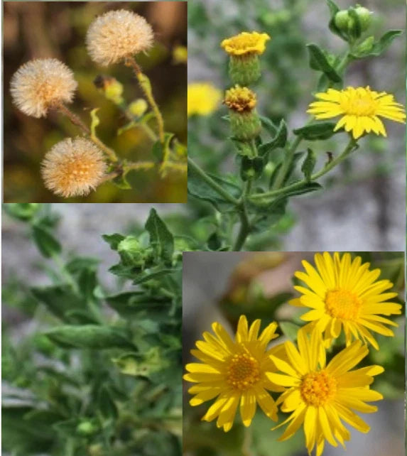 Camphorweed Seeds - 100+ Organic Heterotheca subaxillaris Seeds, USA Harvested 07/2025