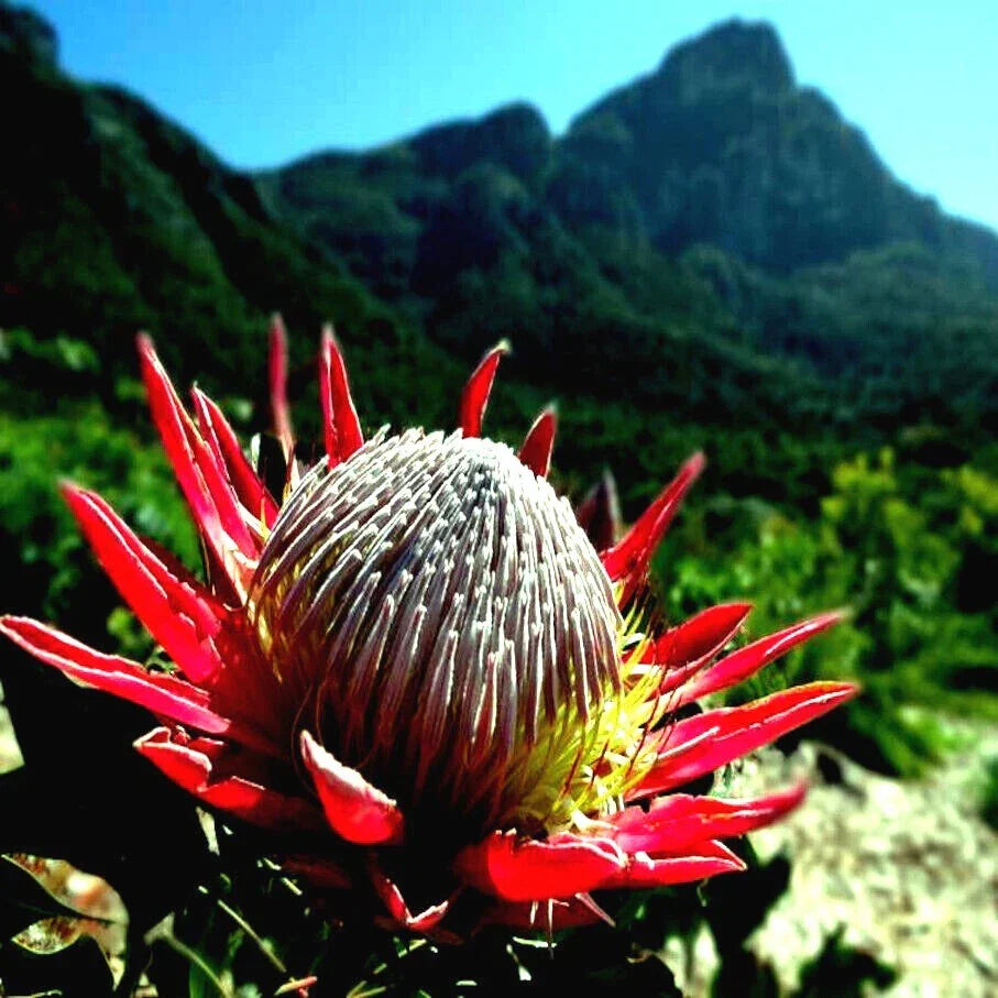 King Protea Seeds - 10 Pack - Protea cynaroides - Rare Exotic Garden Plant