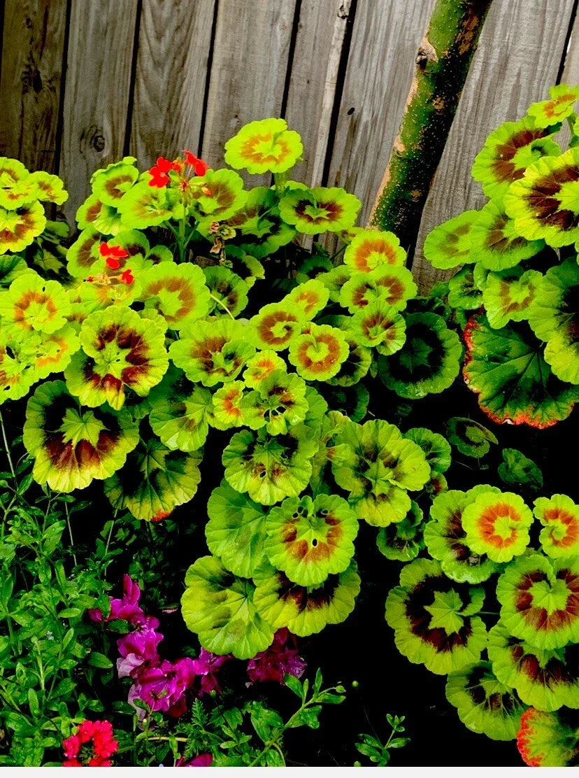Variegated Geranium Cuttings 6" Pelargonium spp. 3-Pack Indoor Outdoor Plant Propagation