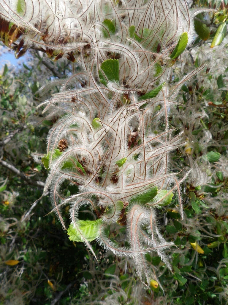 Mountain Mahogany Seeds - Cercocarpus montanus, Drought-Tolerant Native Shrub for Landscaping & Restoration, 30 Seeds