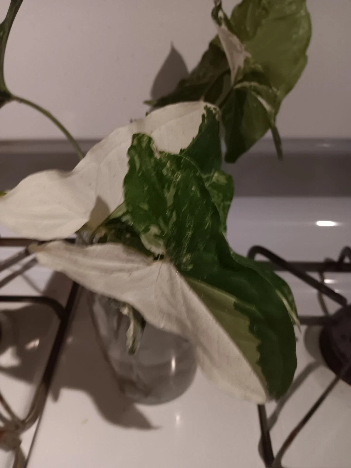 Variegated Syngonium Albo Podophyllum Cutting - Unrooted Plant with White Green Variegation, Indoor Plant, Free Shipping
