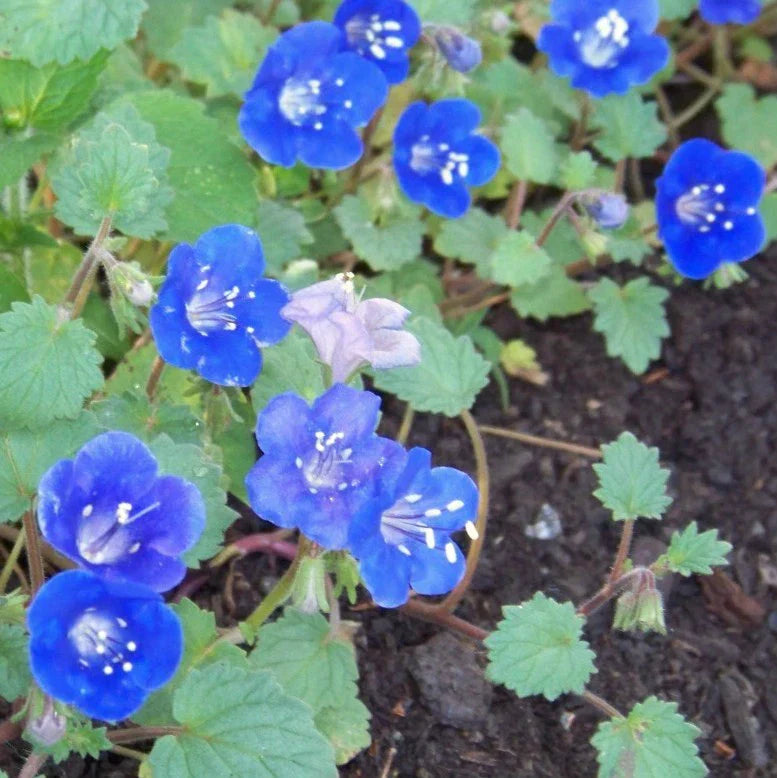 1000 Seeds California Blue Bell Flower - Phacelia campanularia - GroCo USA