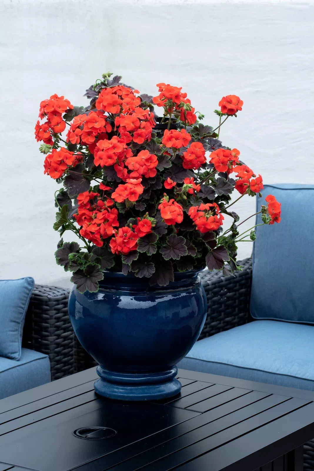 Geranium Climbing Plugs 4-Pack Dark & Handsome Blood Orange Pelargonium zonale Live Annuals for Containers Zones 9-11