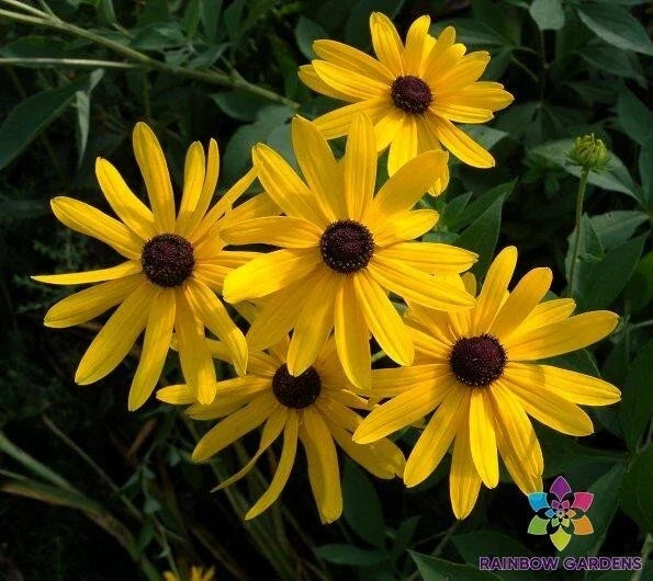 Sweet Coneflower Seeds Pack | Rudbeckia hirta | 200+ Seeds for Garden Planting, Easy Grow, Bright Yellow Flowers