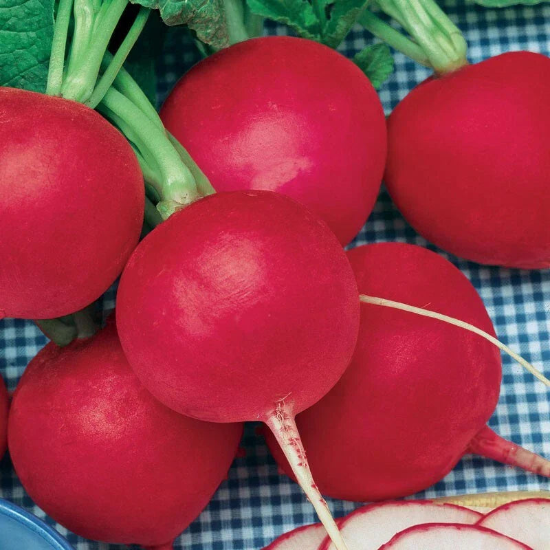 German Giant Radish Seeds - Large, Crispy Raphanus sativus - 30 to 10,000 Seeds