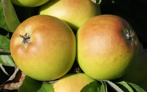 Sturmer Pippin Apple Seeds - Heirloom Fruit Tree Seeds for Backyard Garden - Malus domestica