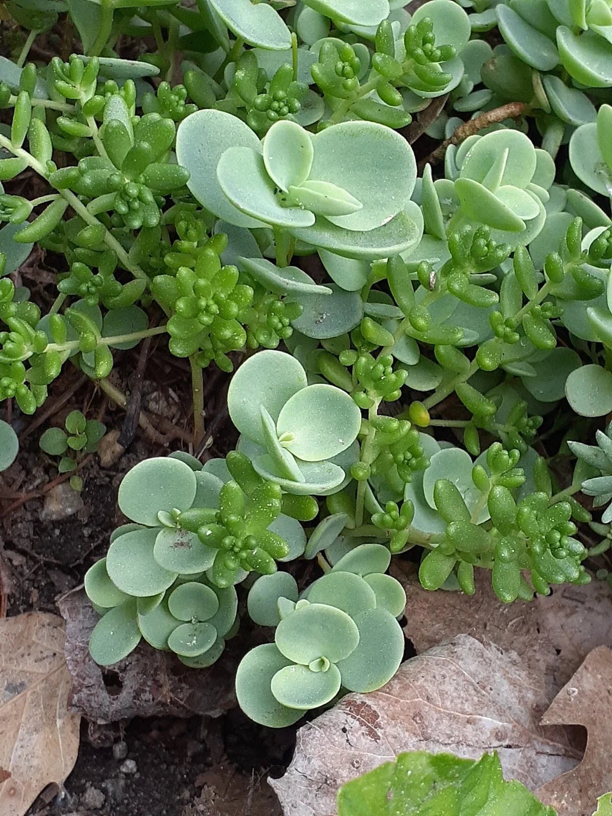 Sedum Mix Live Perennial Ground Cover Plants - Drought-Tolerant Succulents for Gardens & Containers