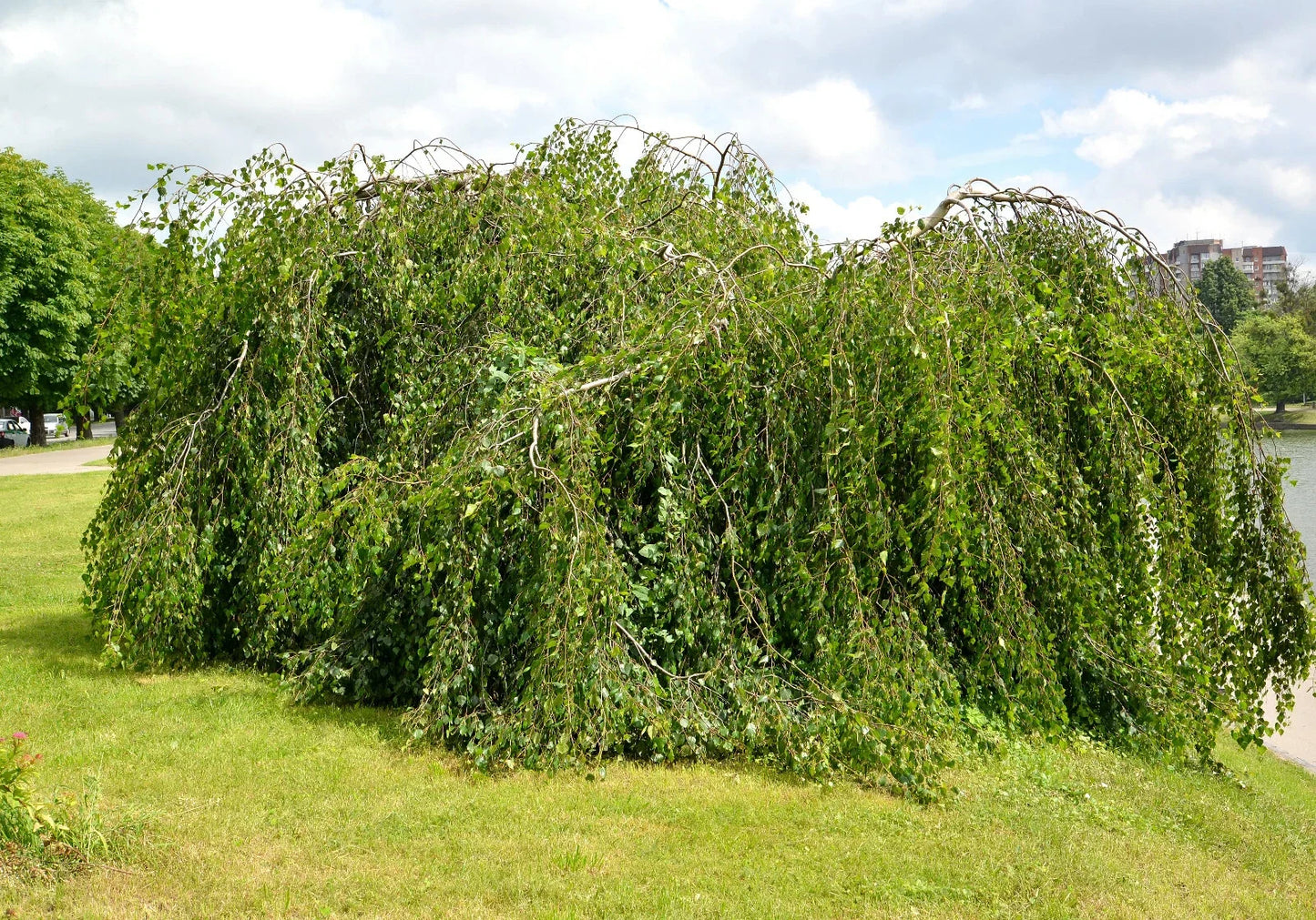 Weeping Birch Seeds Bulk 1000 Betula Pendula Drought Tolerant Hardy Tree for Landscaping & Bonsai