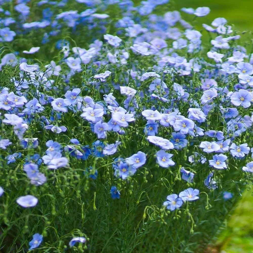 Blue Flax Seeds for Planting - Wildflower Seeds - Blue Flowers - Linum lewisii - Drought Tolerant, Pollinator Friendly