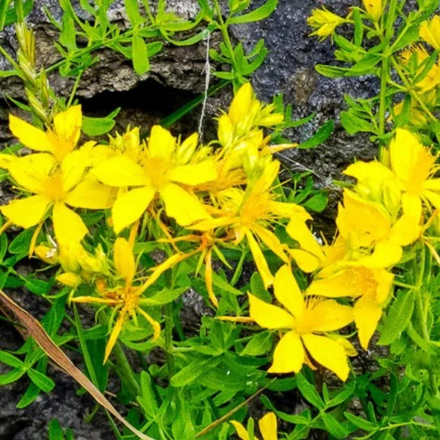 Great St. John's Wort Seeds - 1000 Non-GMO Hypericum perforatum for Medicinal Herb Garden, Yellow Flowers, Perennial, Easy to Grow