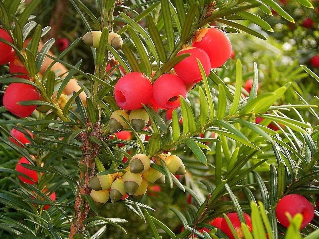 English Yew Tree Seeds - Taxus baccata - Evergreen with Red Fruit - Hardy Ornamental Garden Seeds