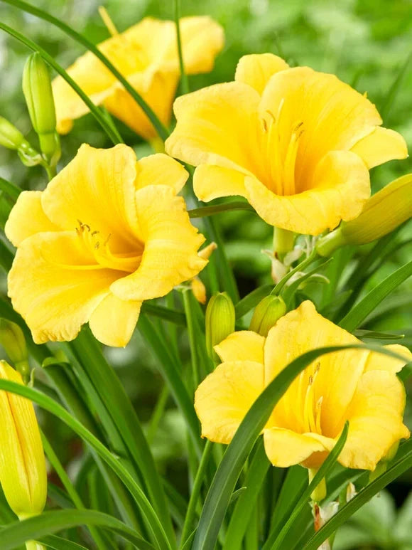 Stella D'Oro Daylily Bare Root 5 Pack - Everblooming Yellow Perennial Hemerocallis 'Stella D'Oro'