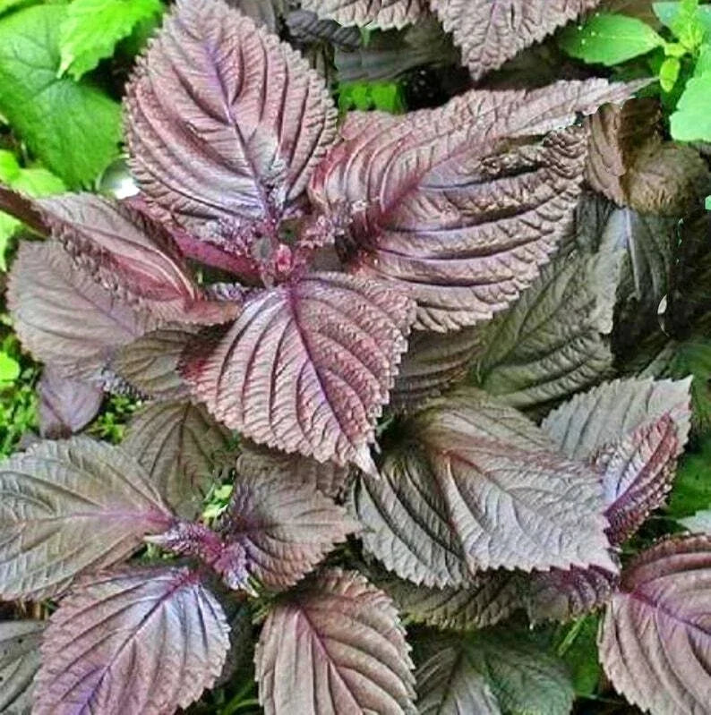 Purple Shiso Seeds - Perilla frutescens var. crispa - Asian Cuisine Herb - 100+ Seeds for Culinary Gardening