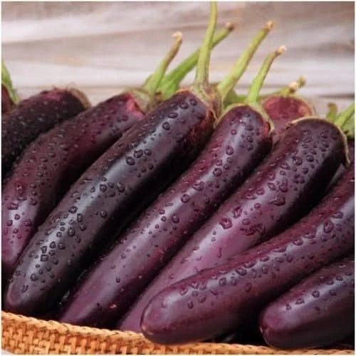 Long Purple Eggplant Seeds – Japanese Variety, Solanum melongena, 30 Premium Seeds for Home Gardening