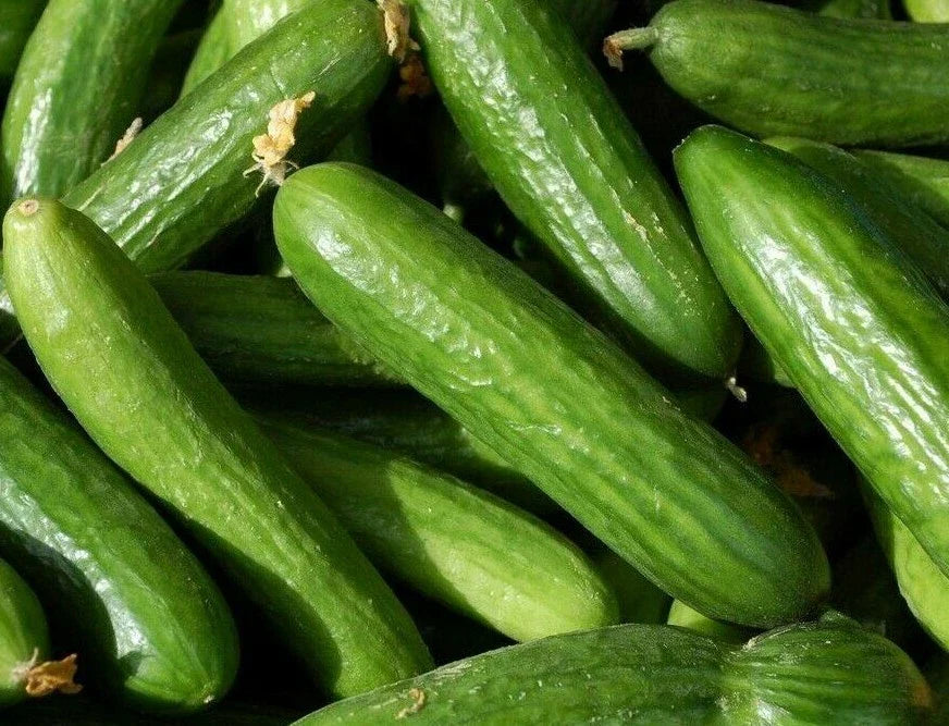 Muncher Cucumber Seeds - 30+ Seeds for Culinary and Pickling Gardens