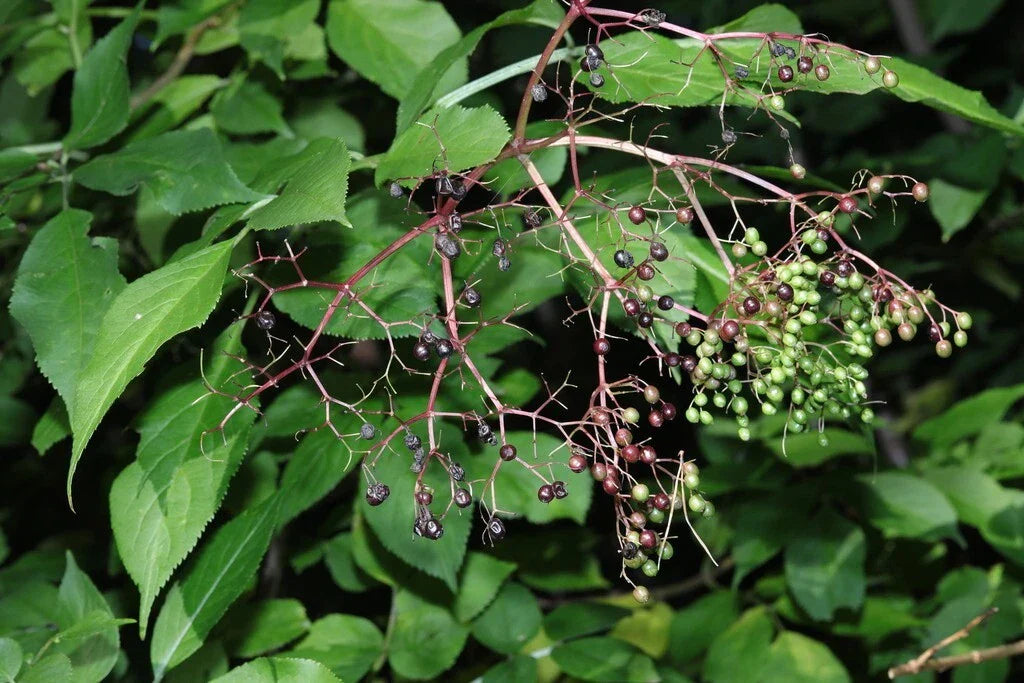 Elderberry Seeds - Black Elderberry Sambucus Nigra Non-GMO Heirloom