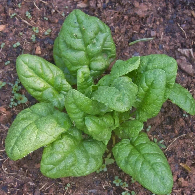 Spinach Seeds 100 Count Bloomsdale Organic Spinacia oleracea Non-GMO Gardening