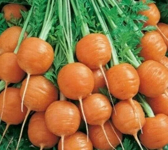 Parisian Carrot Seeds 500+ Non-GMO Vegetable Garden Daucus carota