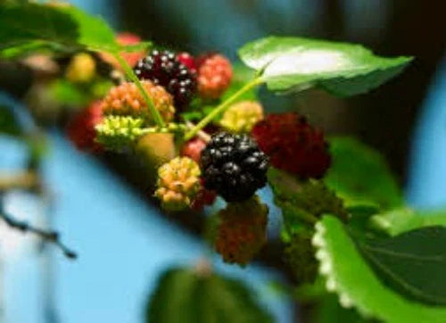 Organic Black Mulberry Seeds (Morus nigra) - 50 Seeds for Garden Trees