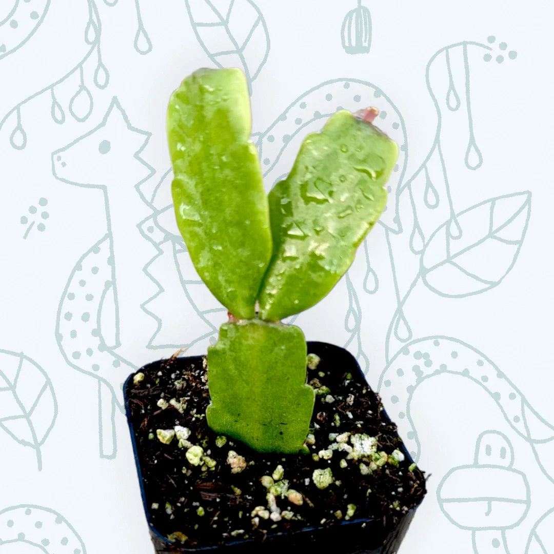 Christmas Cactus Plant 2-Inch Schlumbergera x buckleyi Indoor Succulent, Holiday Flowering Houseplant