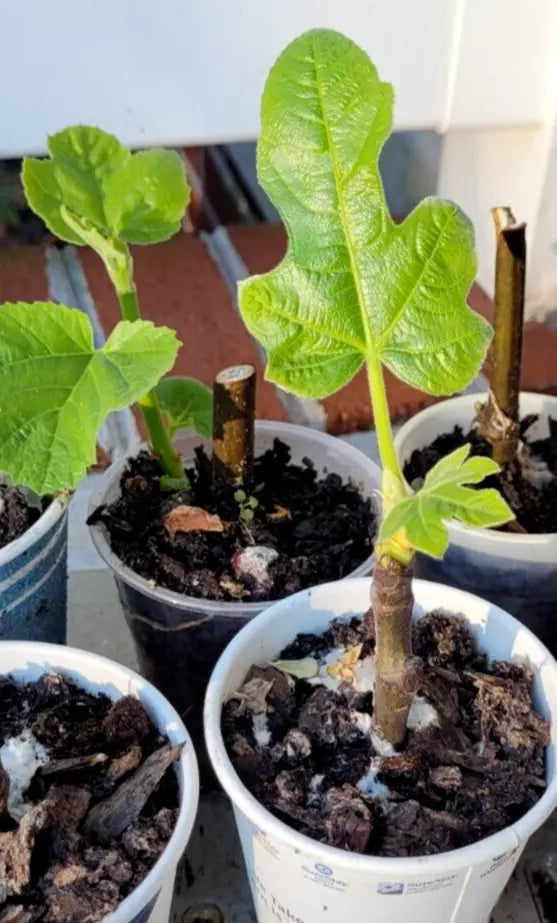 Organic Celeste Honey Sugar Fig Tree - Cold Hardy, Sweet Figs, Small Pot
