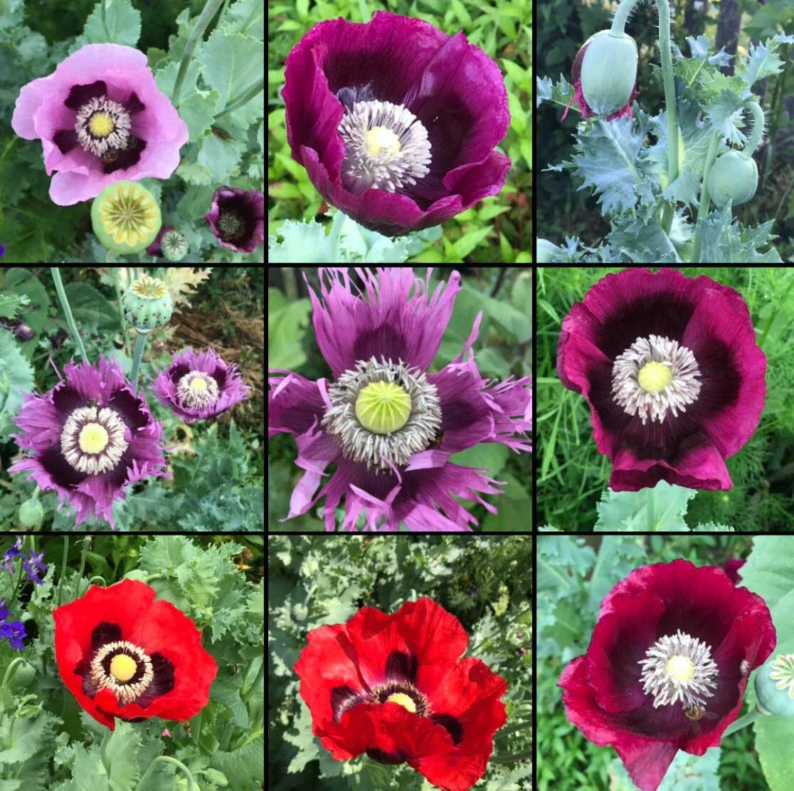 Non-GMO Breadseed Poppy Seeds Mixed Colors - 1000 Papaver somniferum Seeds for Baking