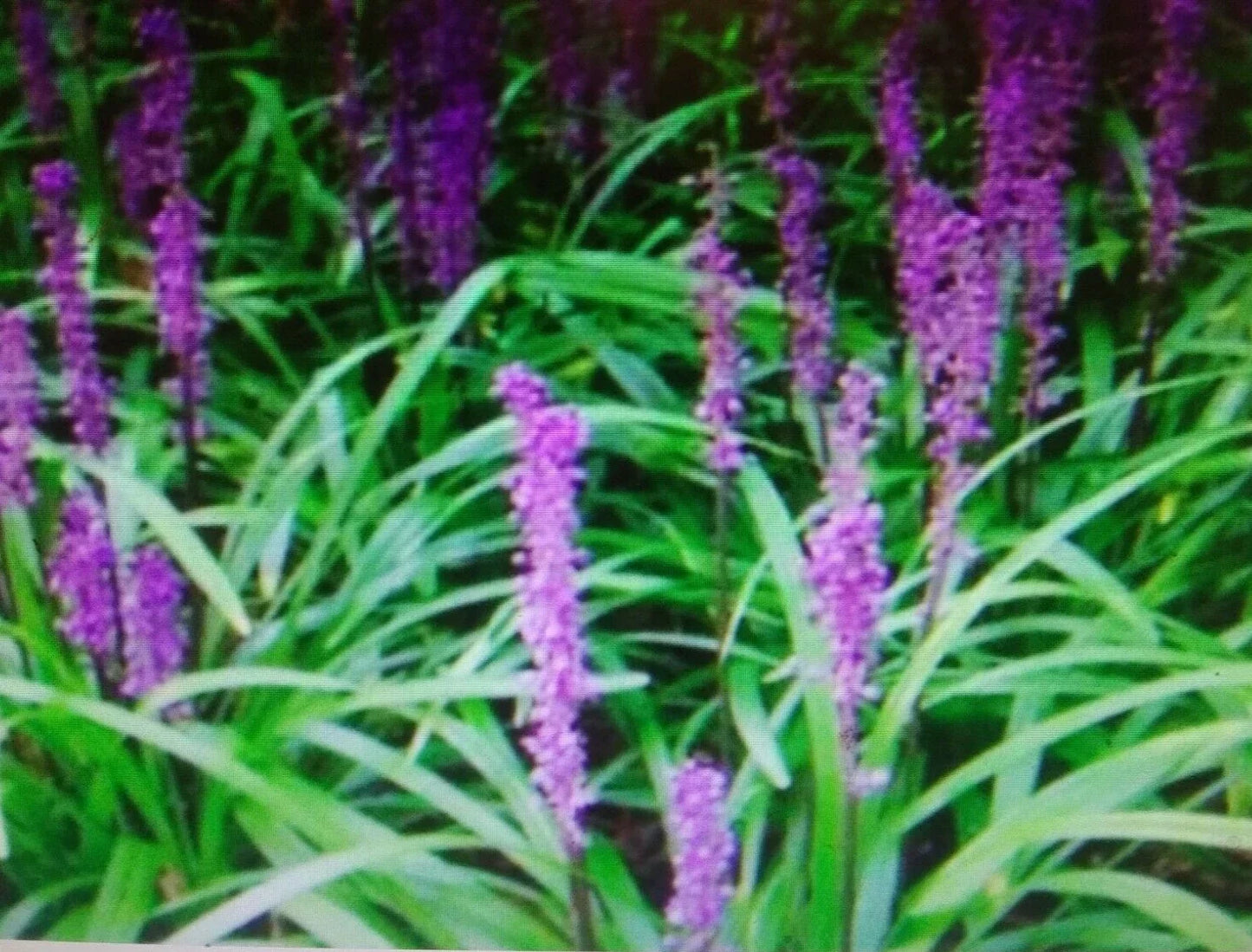 Liriope Plant Bare Root Starter 4-6" Monkey Grass Lilyturf Liriope muscari Ground Cover Live Plants